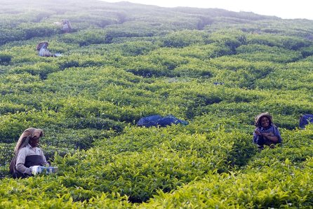 Darjeeling i herbaty lotnicze